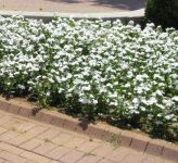 Baltos gėlės prie šaligatvio